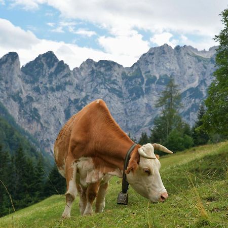 Tourist Farm Gradisnik Apartman Solčava Kültér fotó