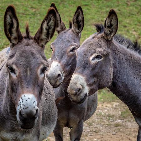Tourist Farm Gradisnik Apartman Solčava Kültér fotó