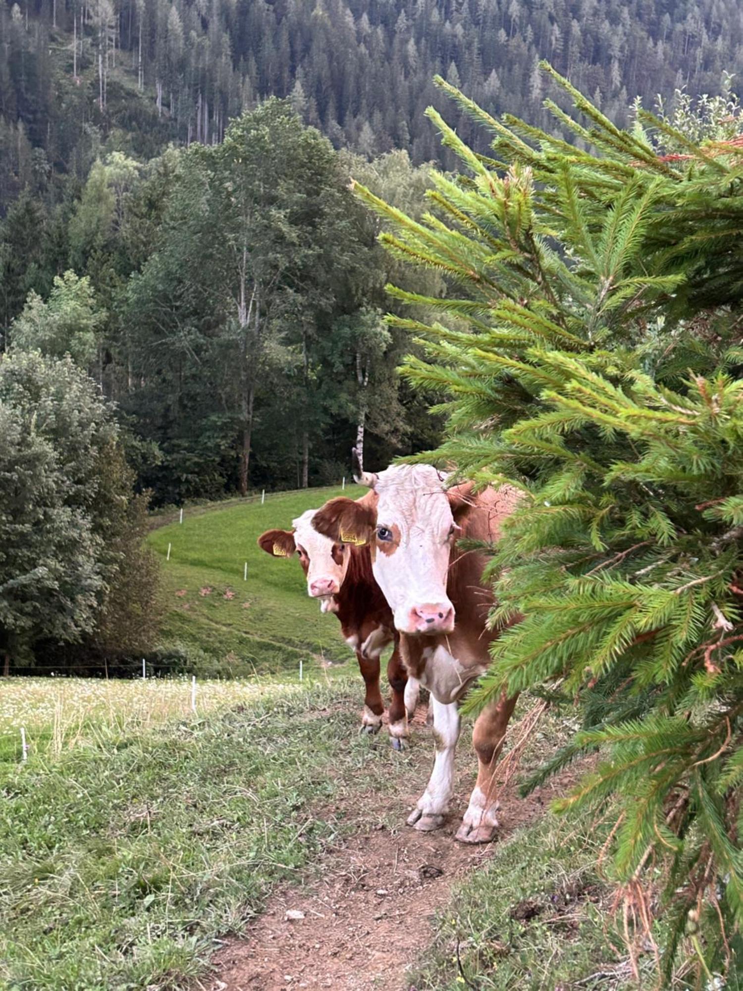 Tourist Farm Gradisnik Apartman Solčava Kültér fotó